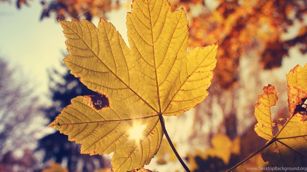 2 autumn_wallpaper_nature 1.jpg