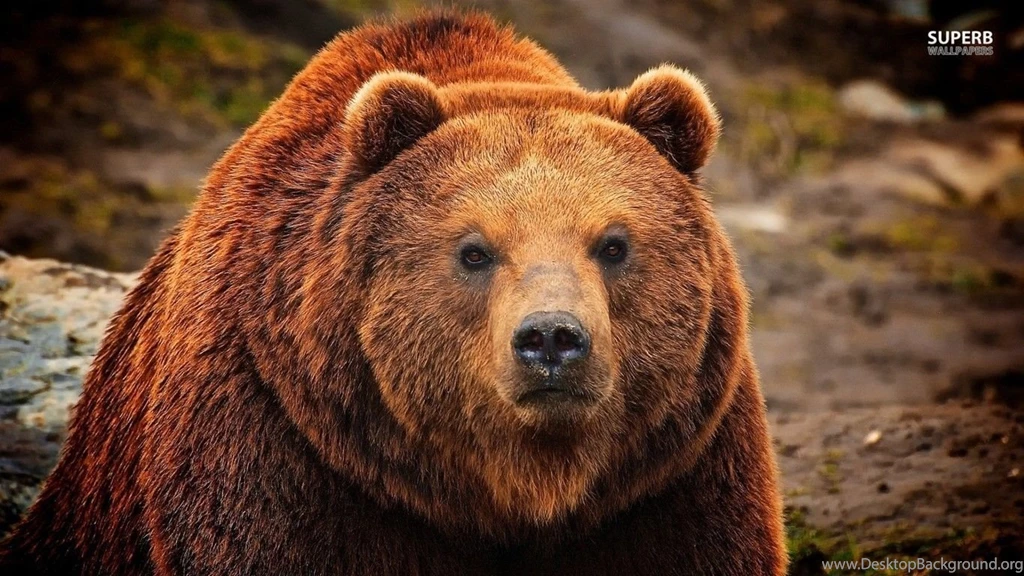 Grizzly Bear Wallpapers