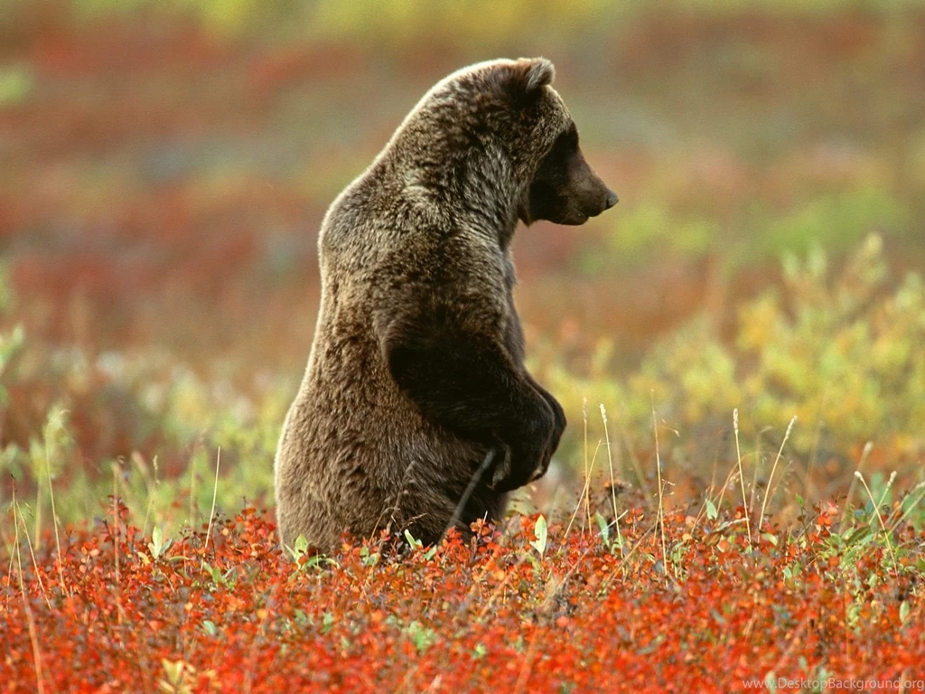 Bear Wallpapers HD Pictures
