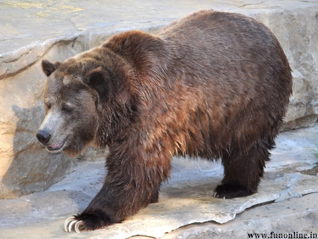 American Black Bear Wallpapers 9655