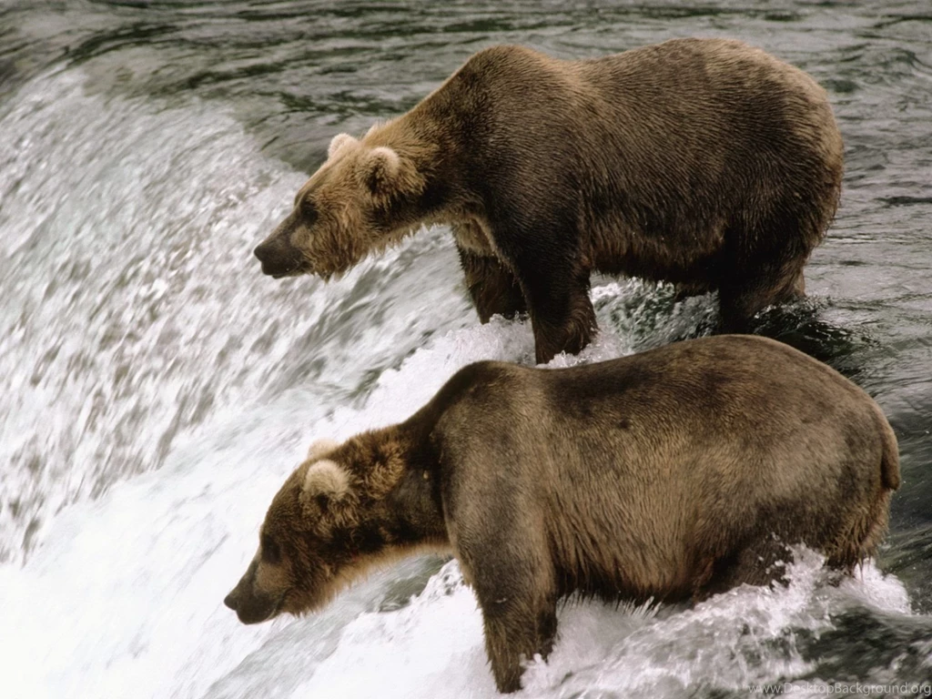 HD Free Brown Bear Wallpapers Bears Animals Wallpapers Download ...