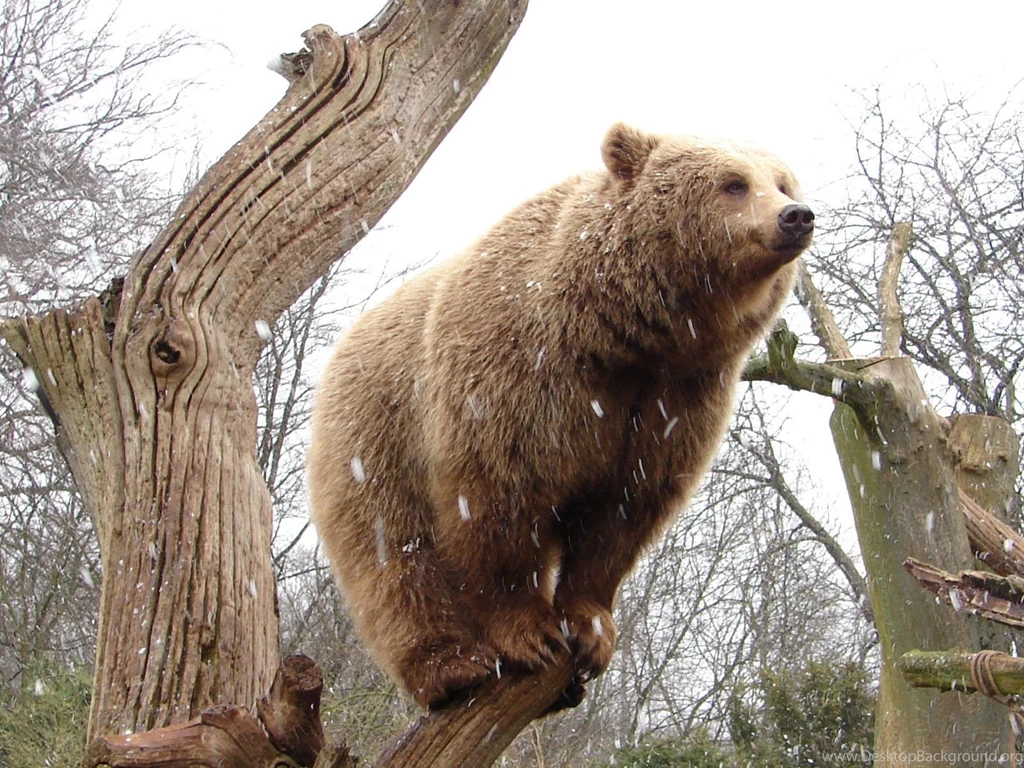 Perched Bear Wallpapers, Perched Bear Myspace Backgrounds, Perched ...