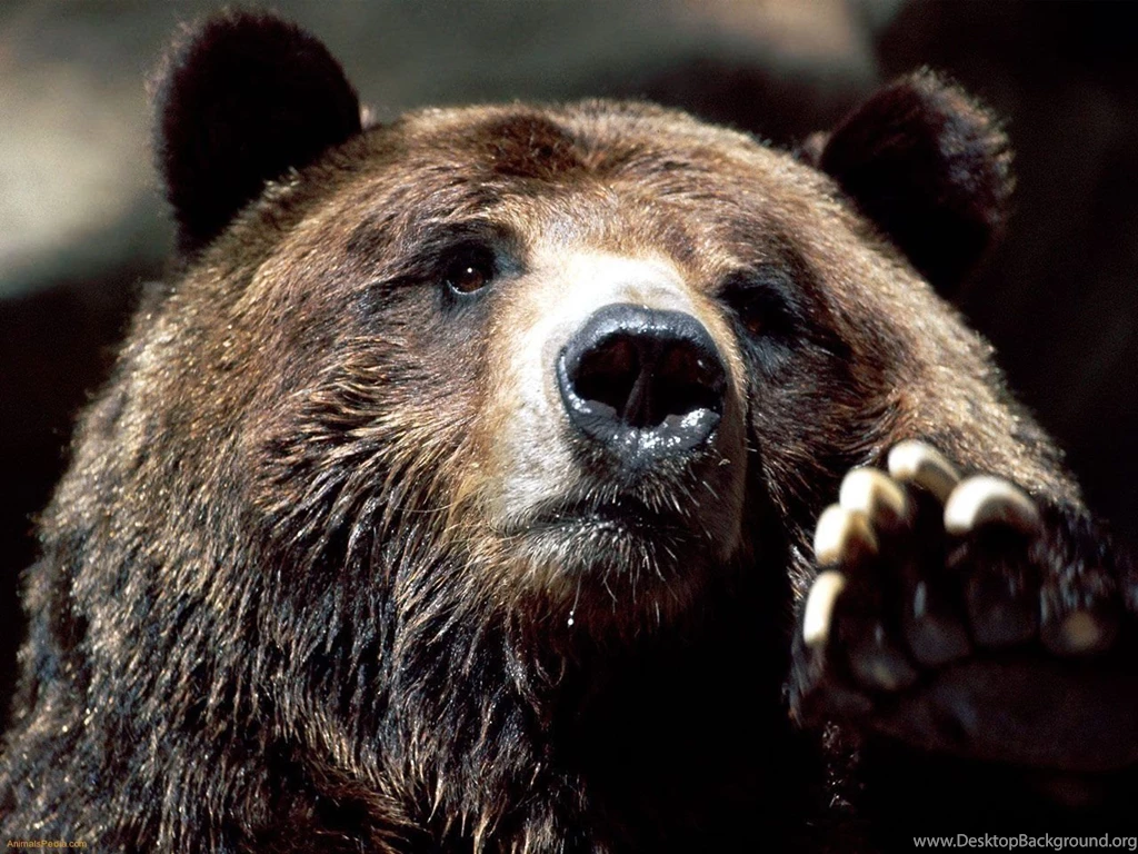Brown Bear Pictures Wild Brown Bears Pictures