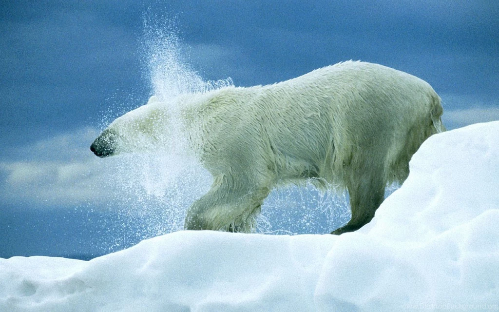 Polar Bear Wallpapers 1920x1200 Wallpapers,Polar Bear 1920x1200 ...