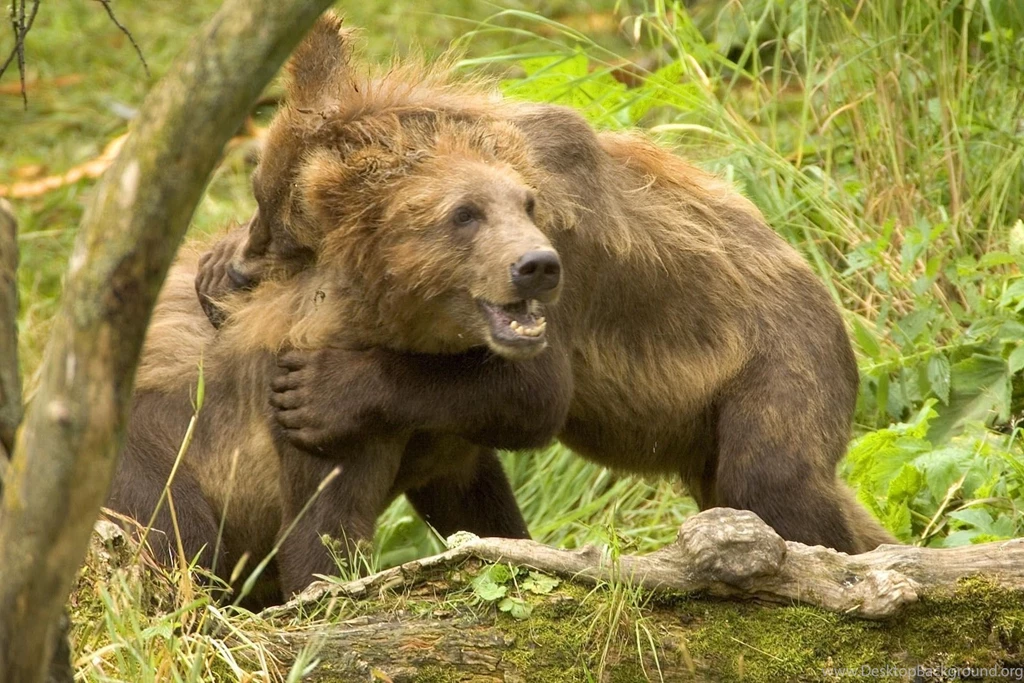 Brown Bear Wallpapers