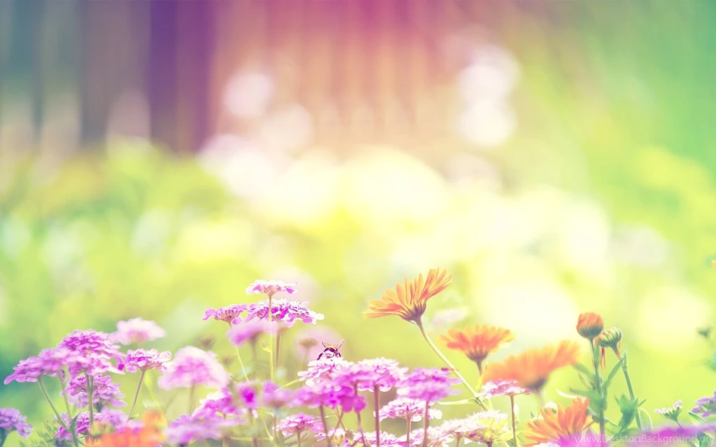 Backgrounds HD Wallpapers
