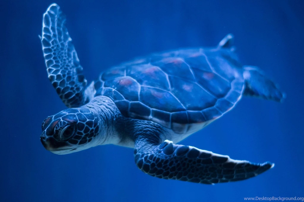 Hawksbill Turtle Desktop Backgrounds HD 2048x1365