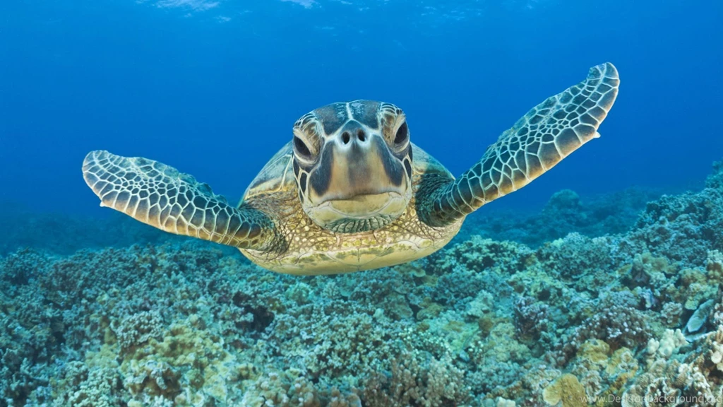 Sea Turtle Desktop Backgrounds HD 1920x1080