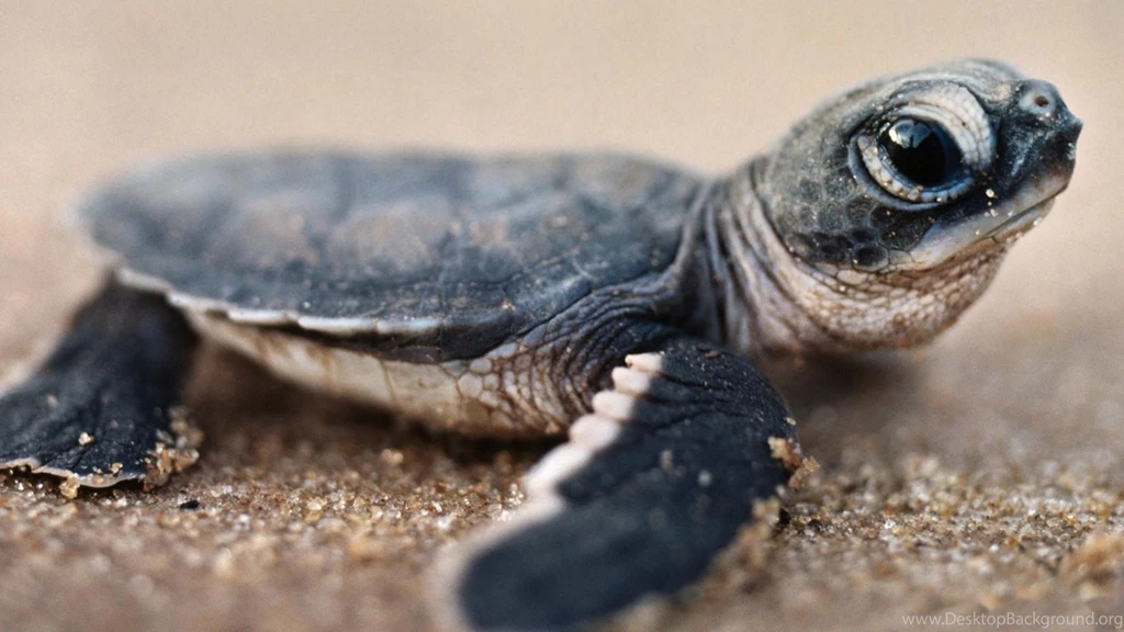 Baby Turtle Wallpapers
