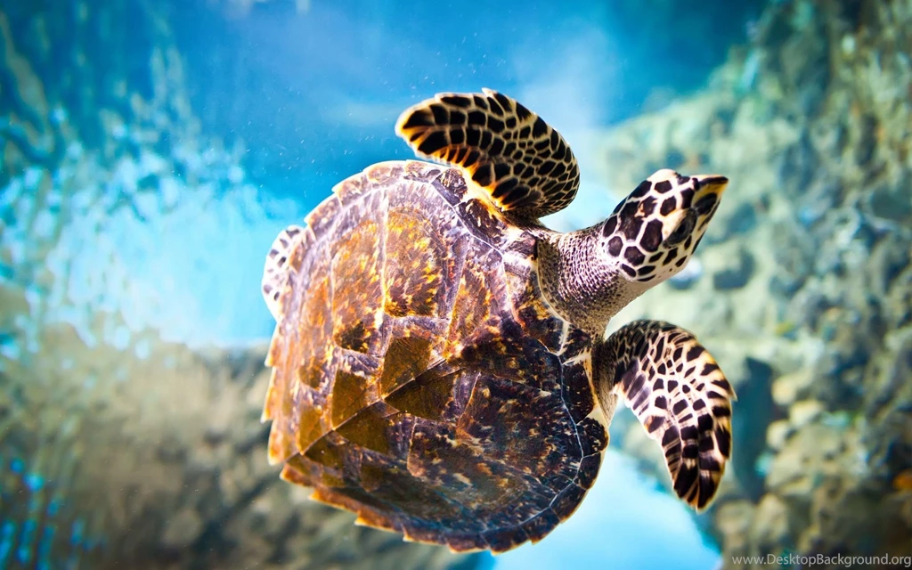 Turtle Desktop Wallpapers
