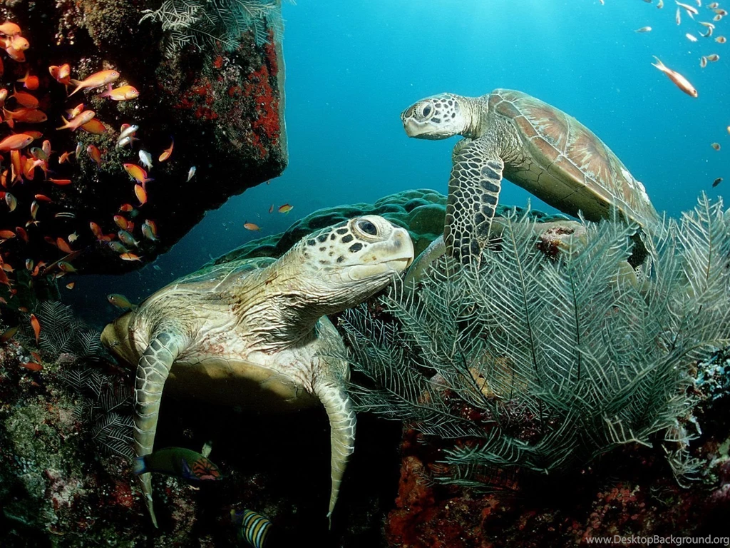 Turtle Wallpapers