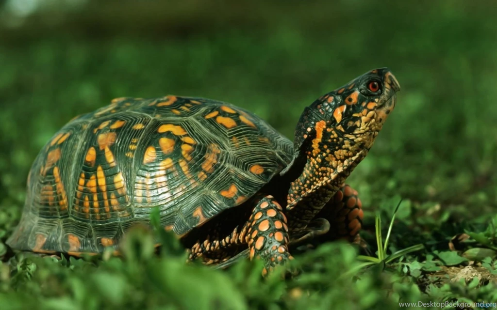Turtle Wallpaper Backgrounds