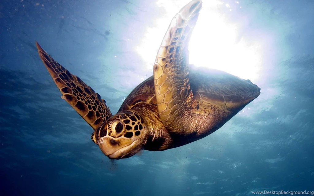 Download Wallpapers 3840x2400 Barrier Reef, Sea, Swim, Turtle Ultra ...