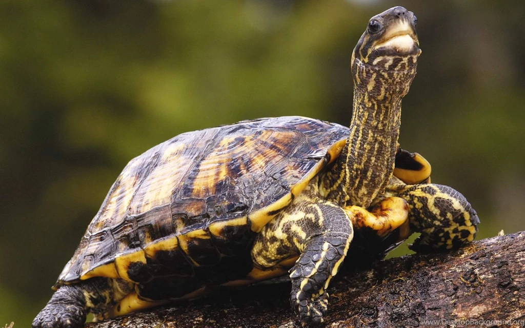 Turtle Wallpapers High Quality Resolution