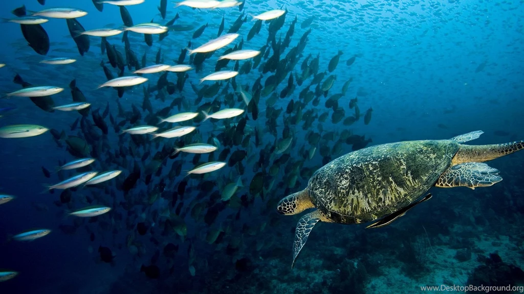 Download Wallpapers 1920x1080 Turtle, Underwater, Swim, Fish, Sea ...