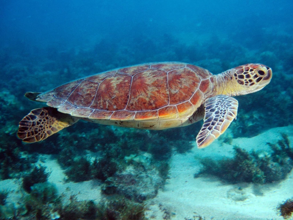 Turtle Backgrounds 4