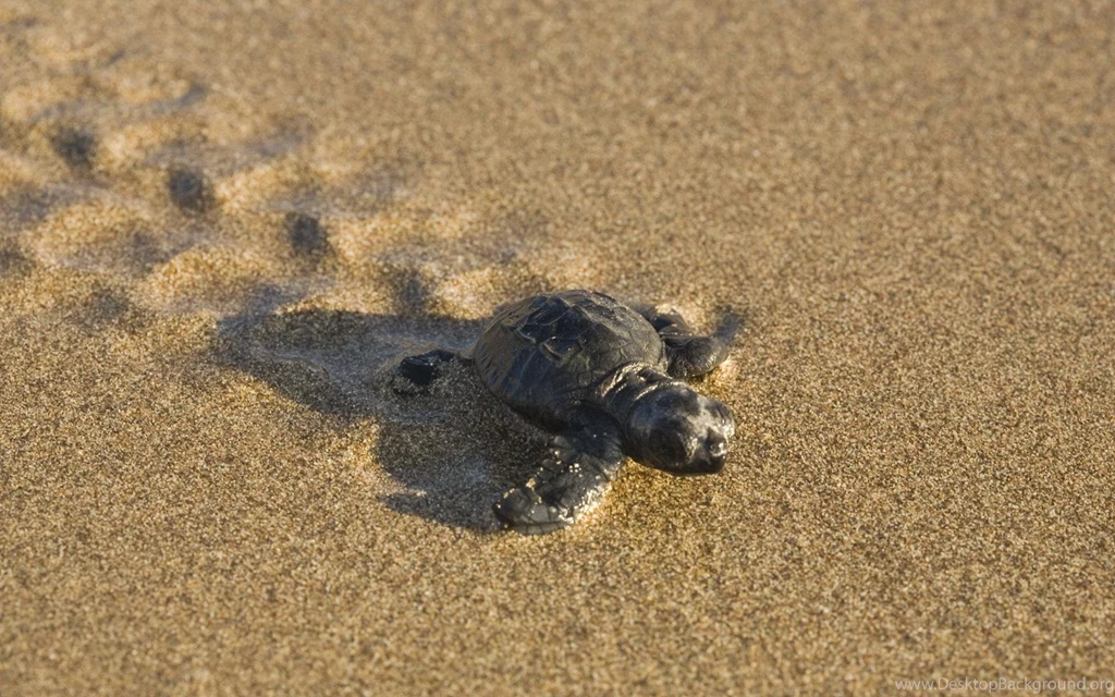 Turtle Footprints Desktop Backgrounds HD 1920x1200