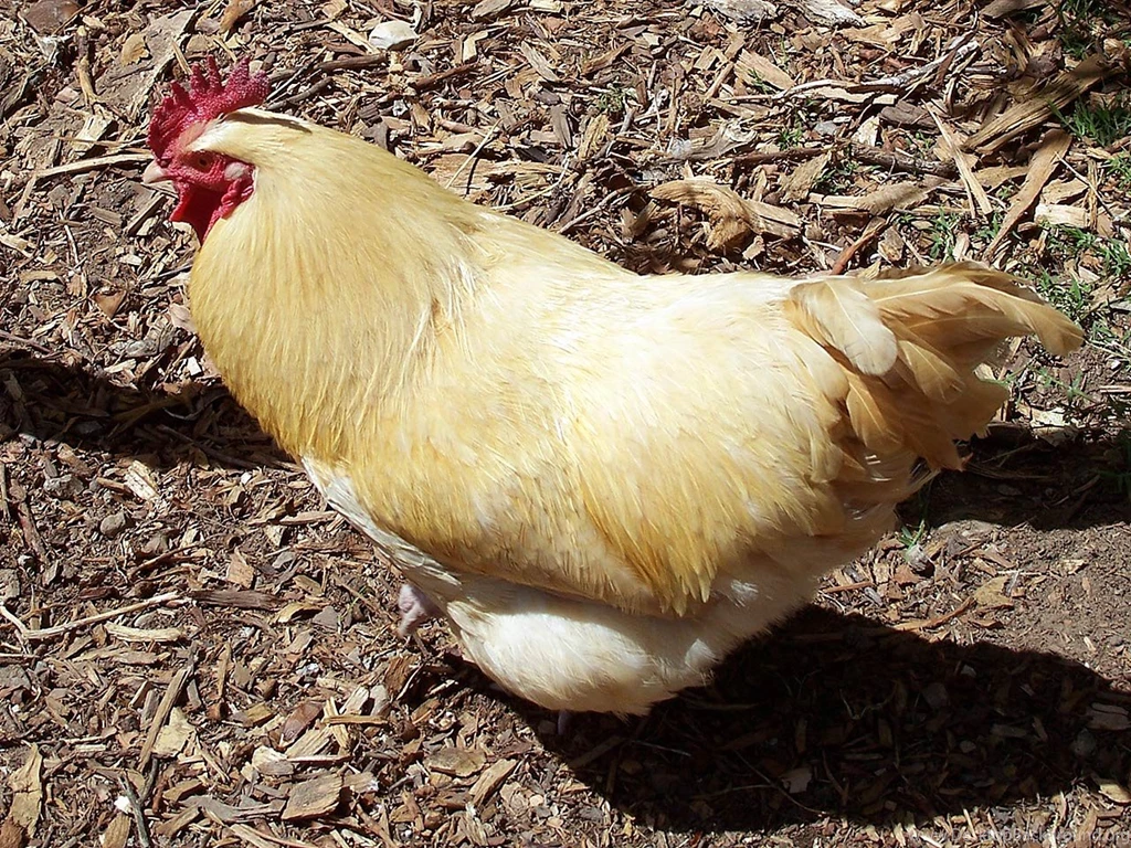 Chicken Wallpapers Animals Town