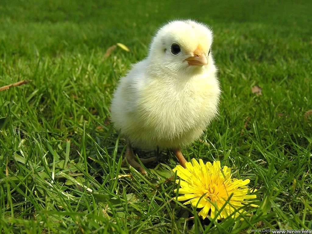 Animals Wallpapers