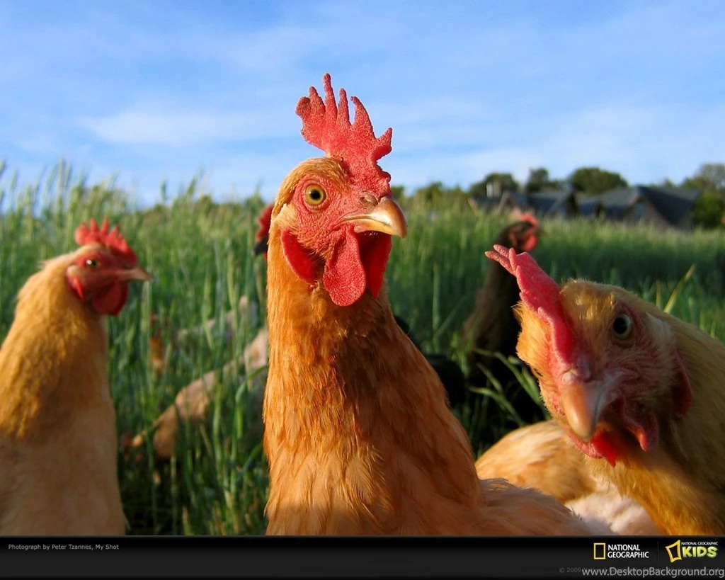 Chicken Farm Animals 1280x1024 Wallpapers, 1280x1024 Wallpapers ...
