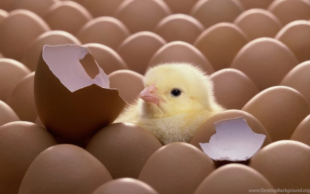 Top Chicken Wallpaper Images For Pinterest