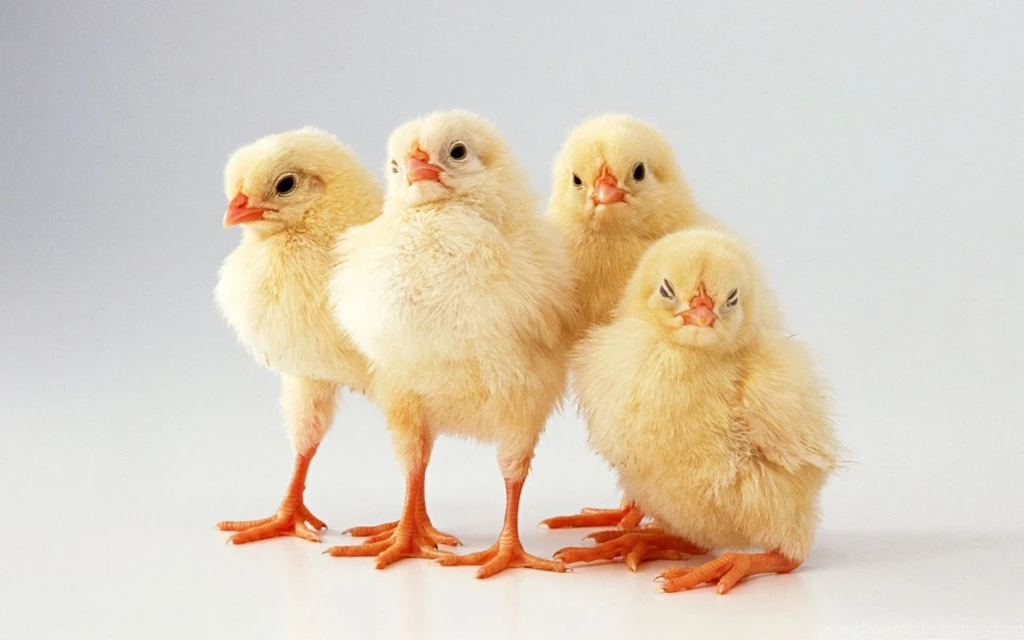 Chickens Desktop Wallpaper, Chickens Pictures