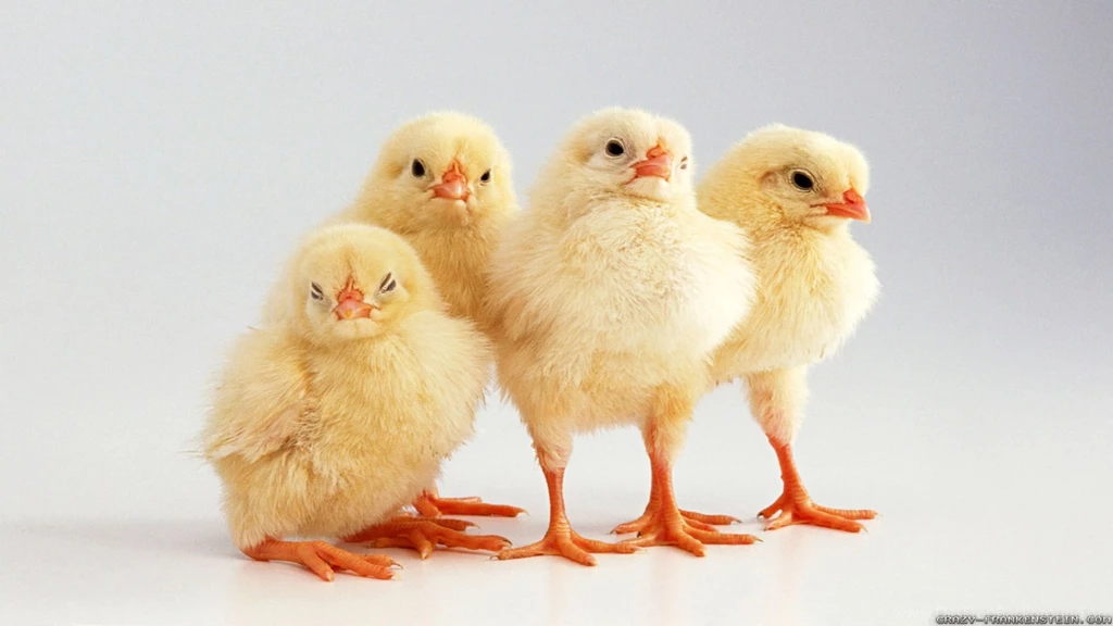 Spring Chicken Wallpapers Crazy Frankenstein