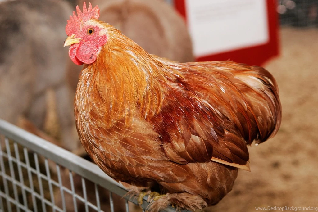 Chicken High Definition Wallpapers Download New Collection Your Top ...