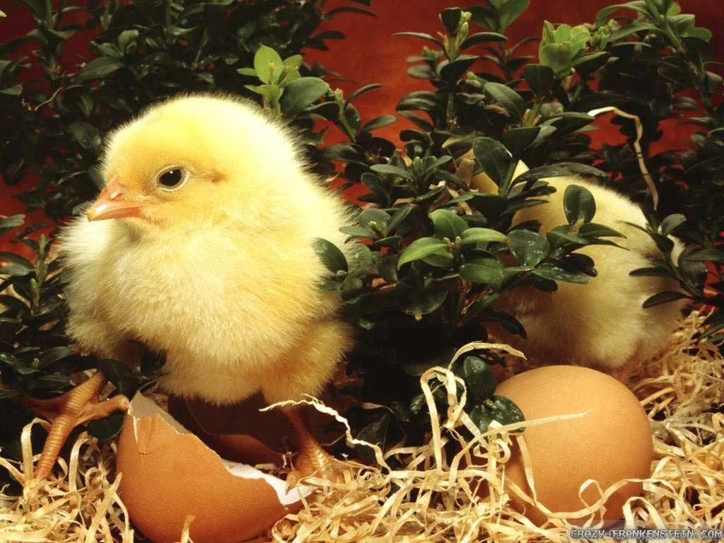 Spring Chicken Wallpapers Crazy Frankenstein