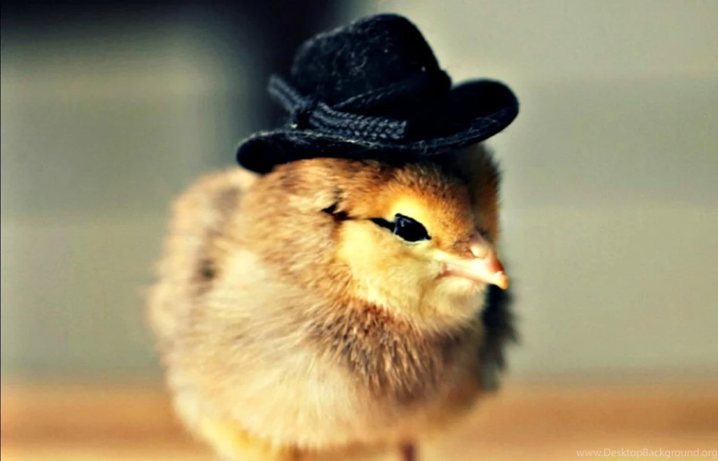 Chicken In Hat (