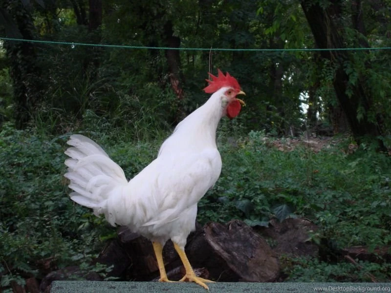 Chicken, Chicken Wallpaper, Chicken Picture, Chicken Photo ...