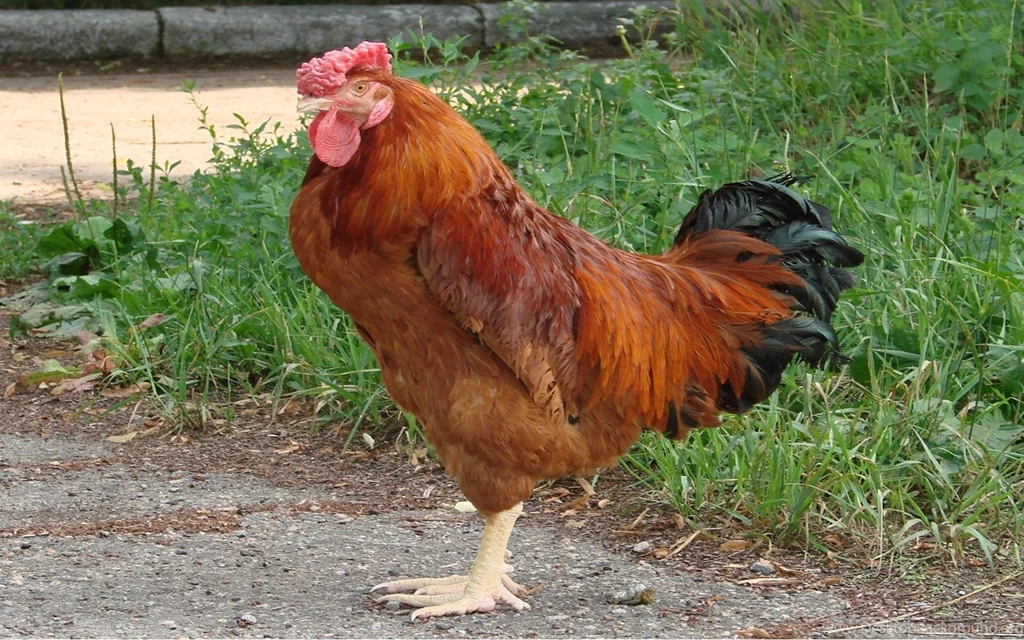 Chicken Free Desktop Hd Wallpapers