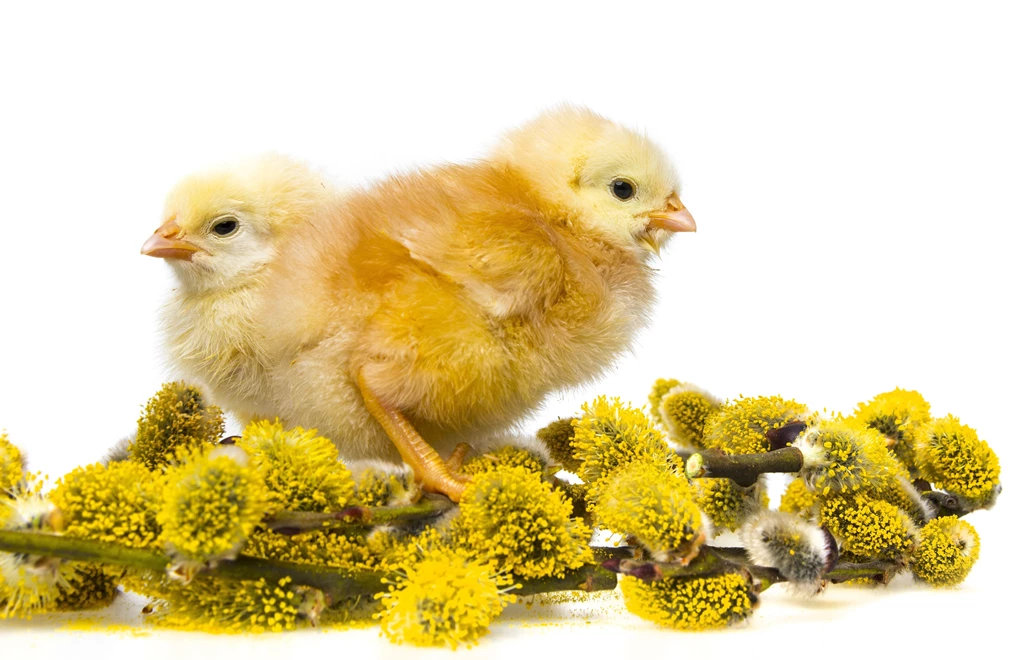 Birds Chicken Wallpapers