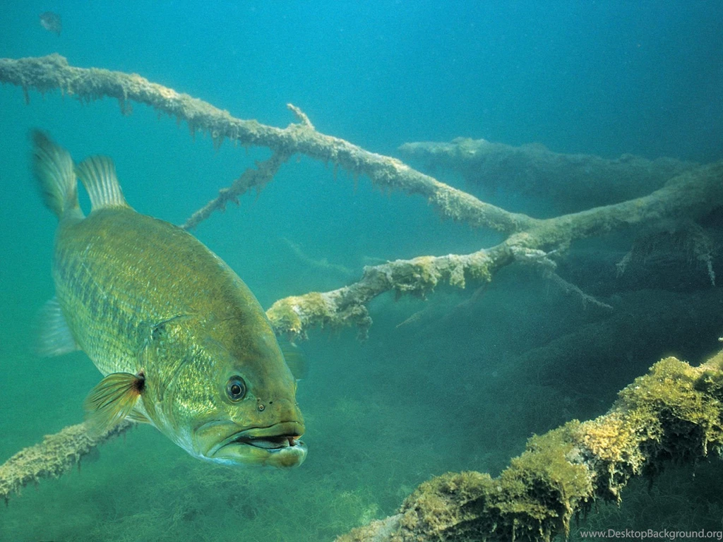 Wallpaper: Hd Wallpapers Fish