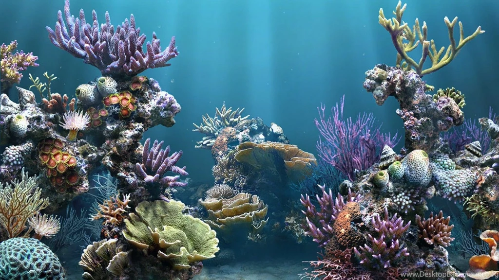 HD Aquarium Backgrounds 1080p.jpg