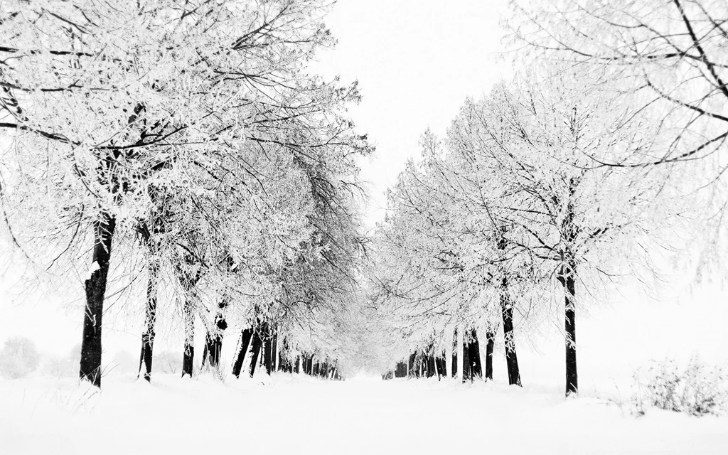 Winter Hd Wallpapers Widescreen
