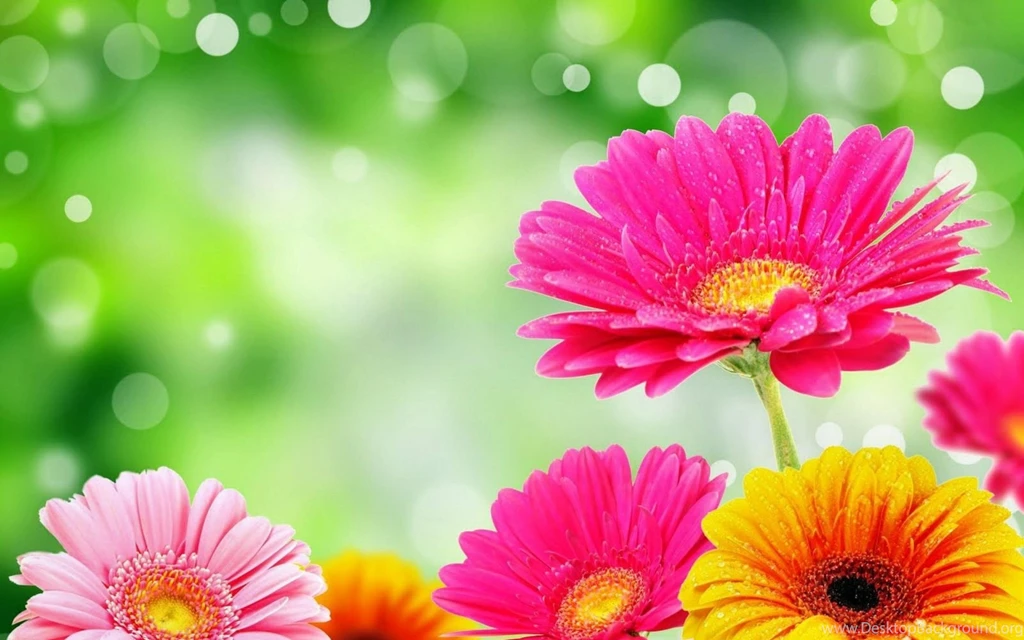 Bright Flowers HD Wallpapers