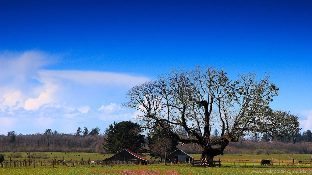 Farms: Bright Sunny Day Farm Cows Trees Sky Photography Scenic HD ...