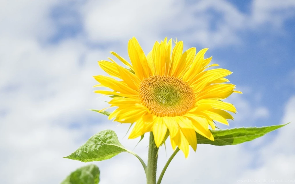 Flower Flower Flower Sunflower Bright Leaves Sky Blue Backgrounds ...
