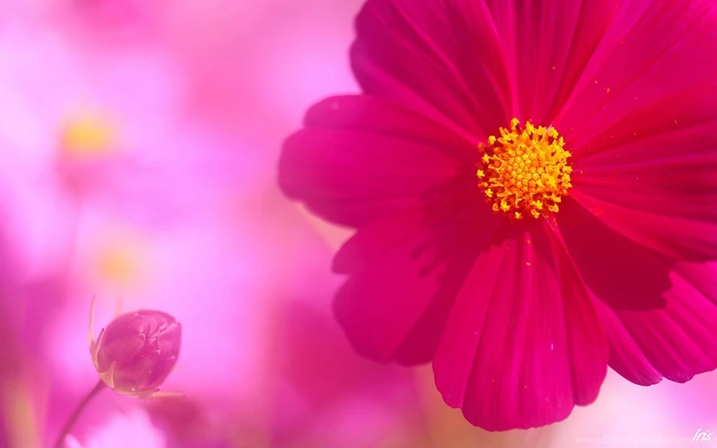 PINK WALLPAPER HIGH DEFINITION FREE DOWNLOADS A1903