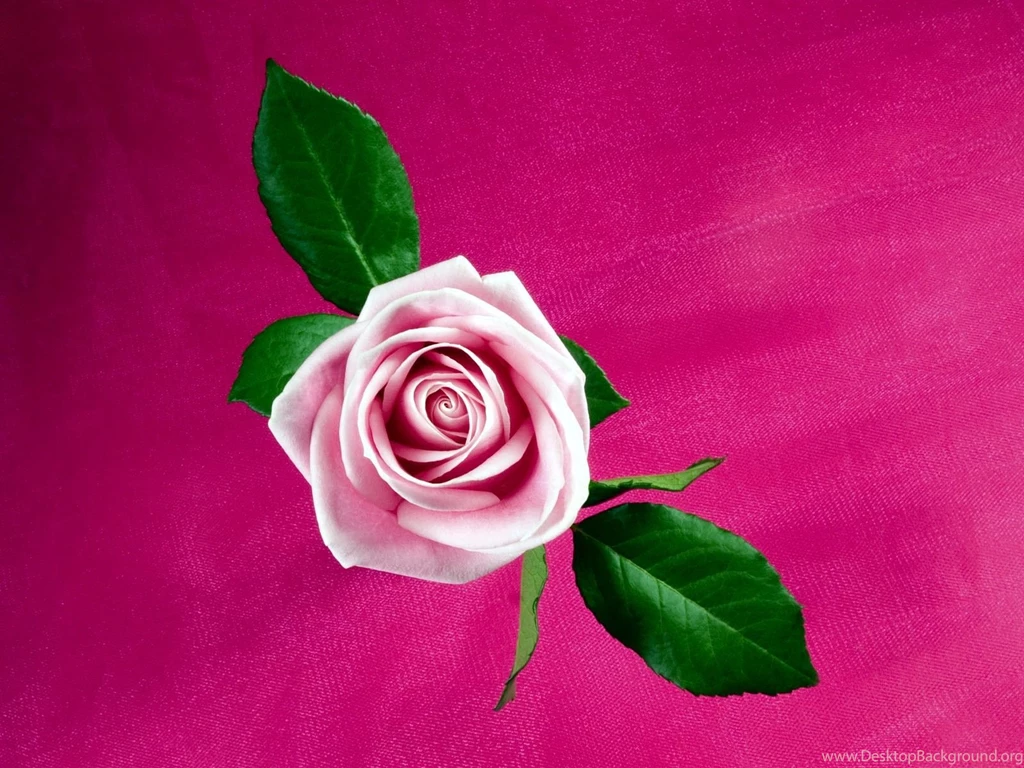 Cool Pink Rose Wallpapers
