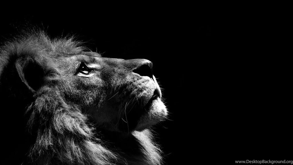 Lion Wallpapers Hd 1080p Black And White