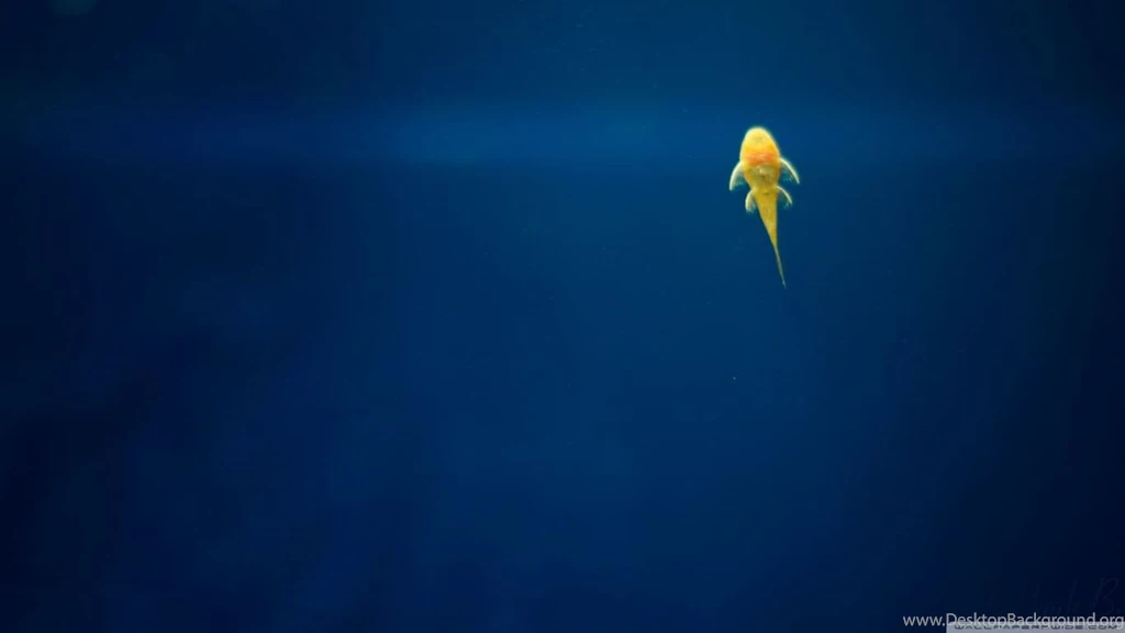 WallpapersWide.com