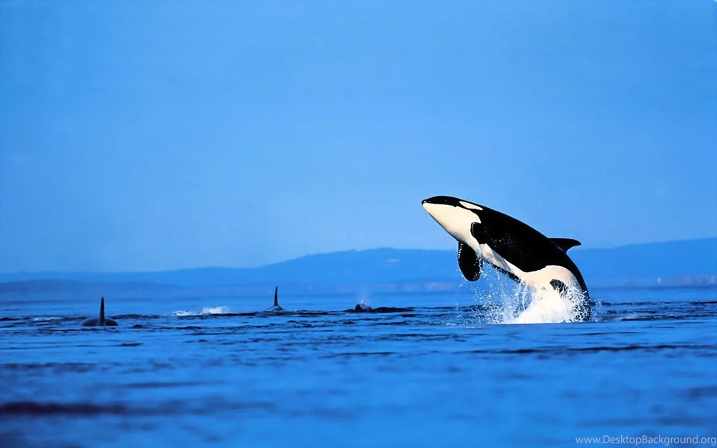 Sea Wallpapers HD