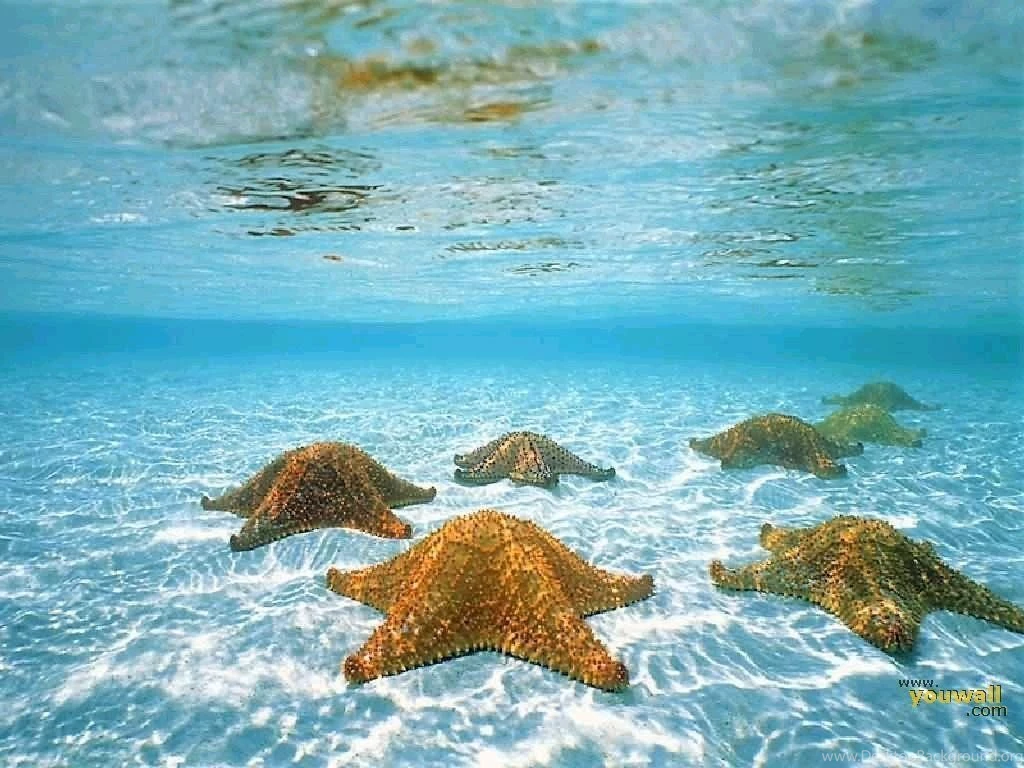 42 Under The Sea Wallpapers