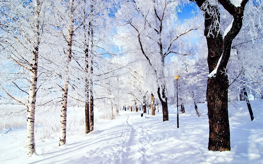 Trees In Snow