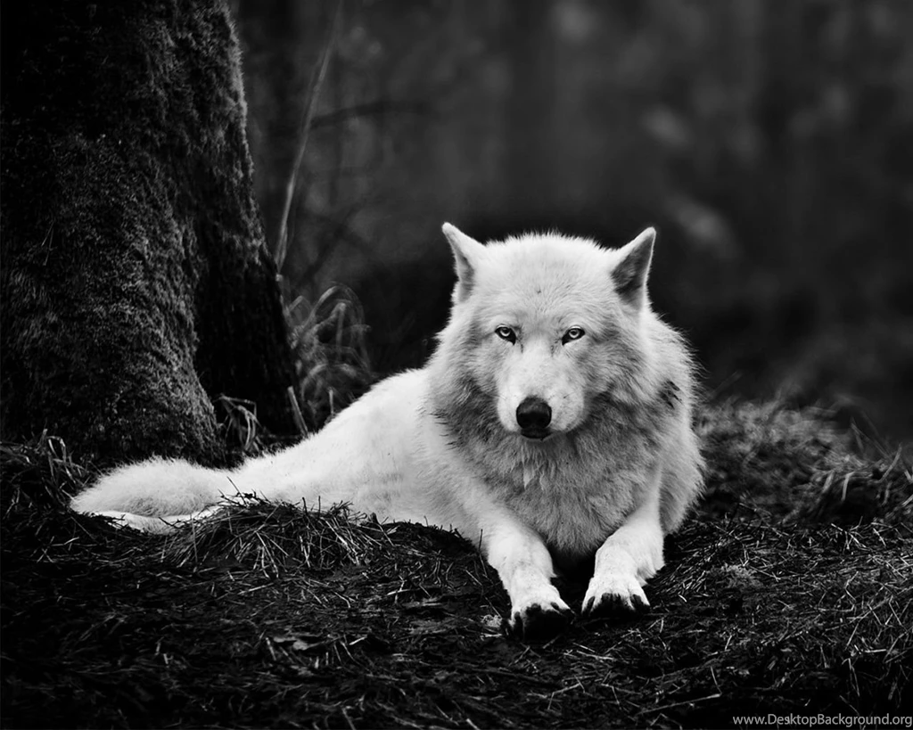 1280x1024 White Wolf Wallpapers