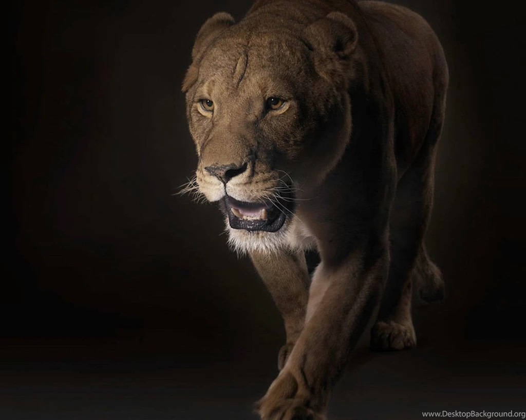 Lion Computer Wallpapers, Desktop Backgrounds