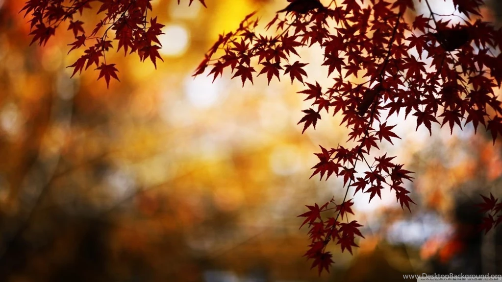 Red Foliage, Bokeh HD Desktop Wallpapers : High Definition ...