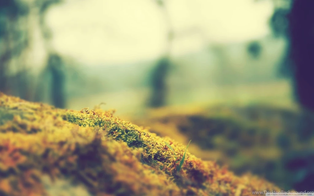 Bokeh Wallpapers